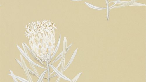 Protea Flower 216331